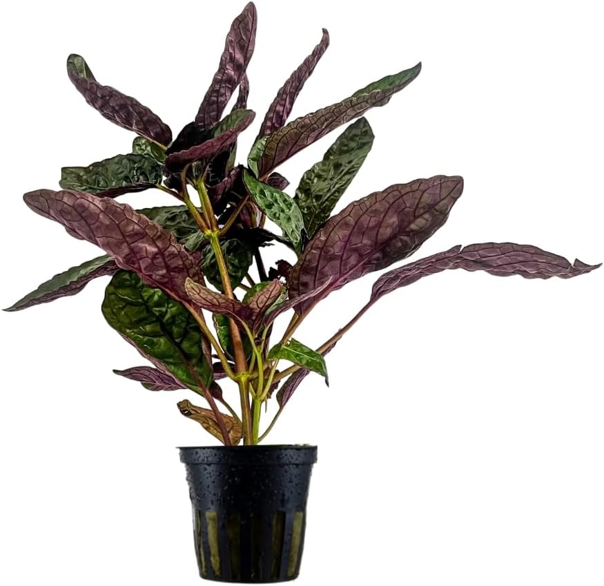 AquaOne Terrarium Pflanze Hemigraphis colorata I L