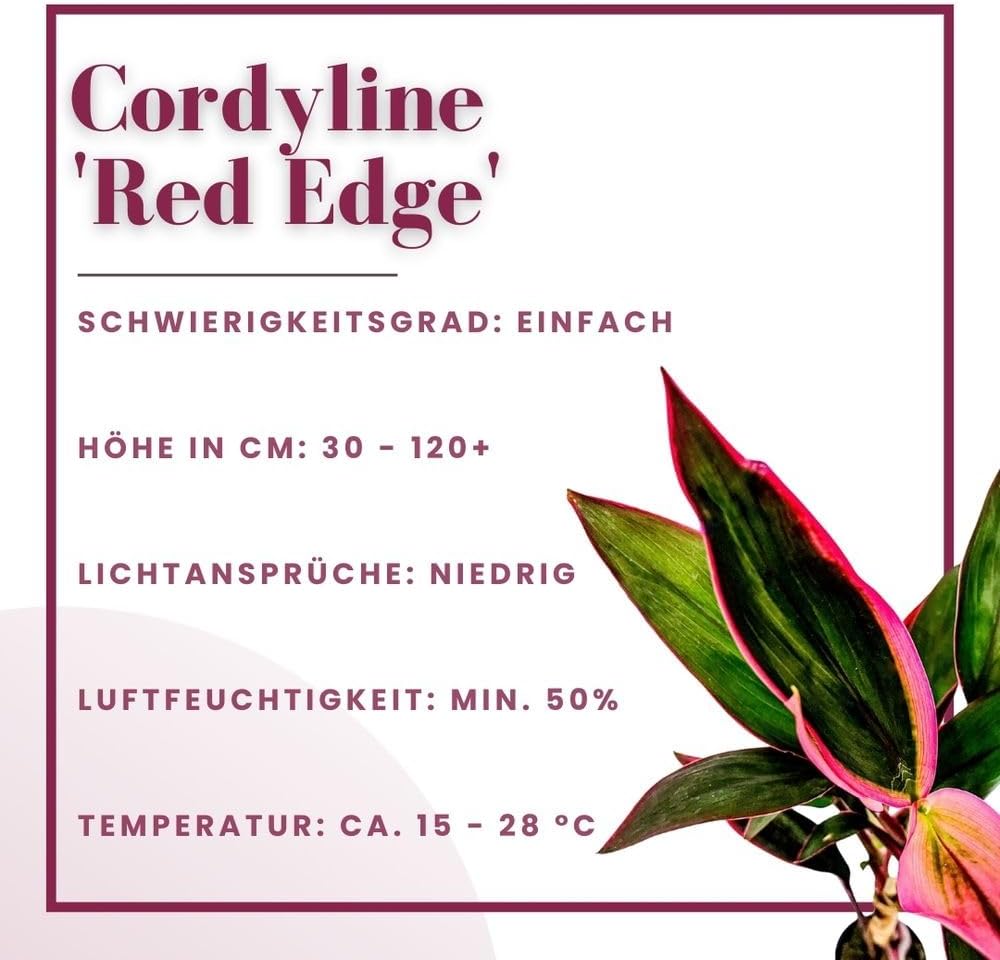 AquaOne Terrarium Plant Cordyline Red Edge I Live  - Bild 2