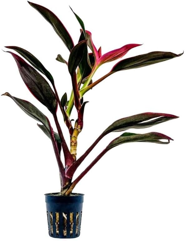 AquaOne Terrarium Plant Cordyline Red Edge I Live 