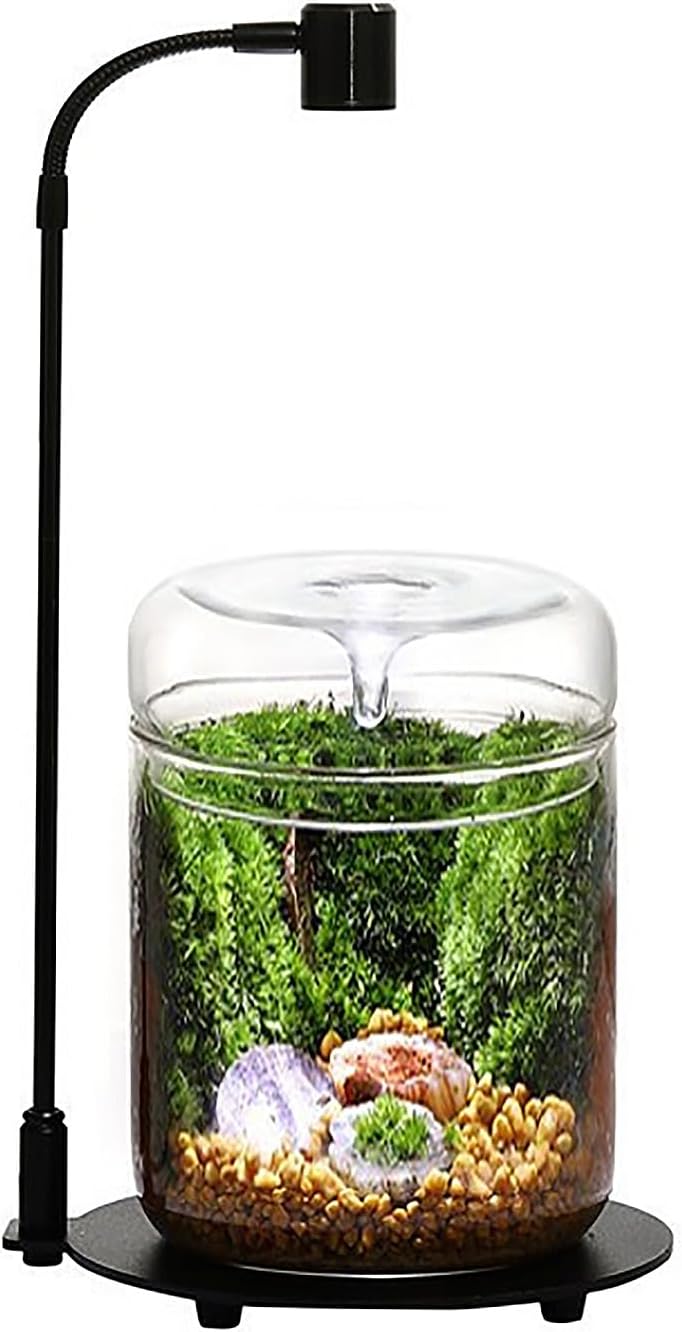 LingTing Glasterrarium - Bild 4