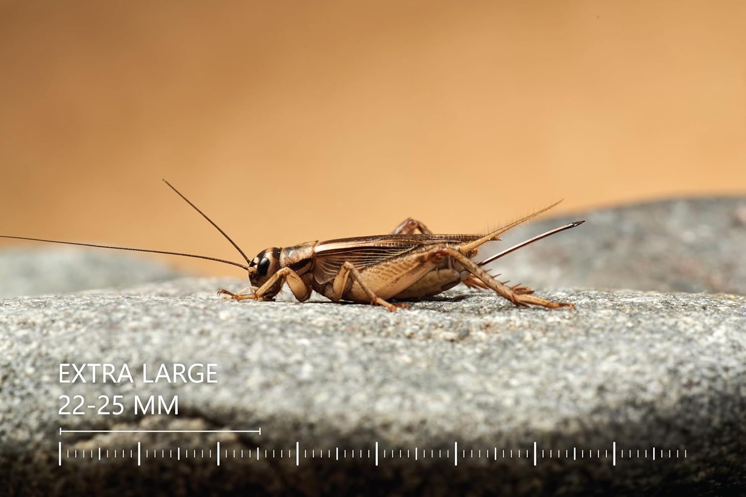 Eurocrickets Heimchen groß – Futtertiere lebend - Bild 4