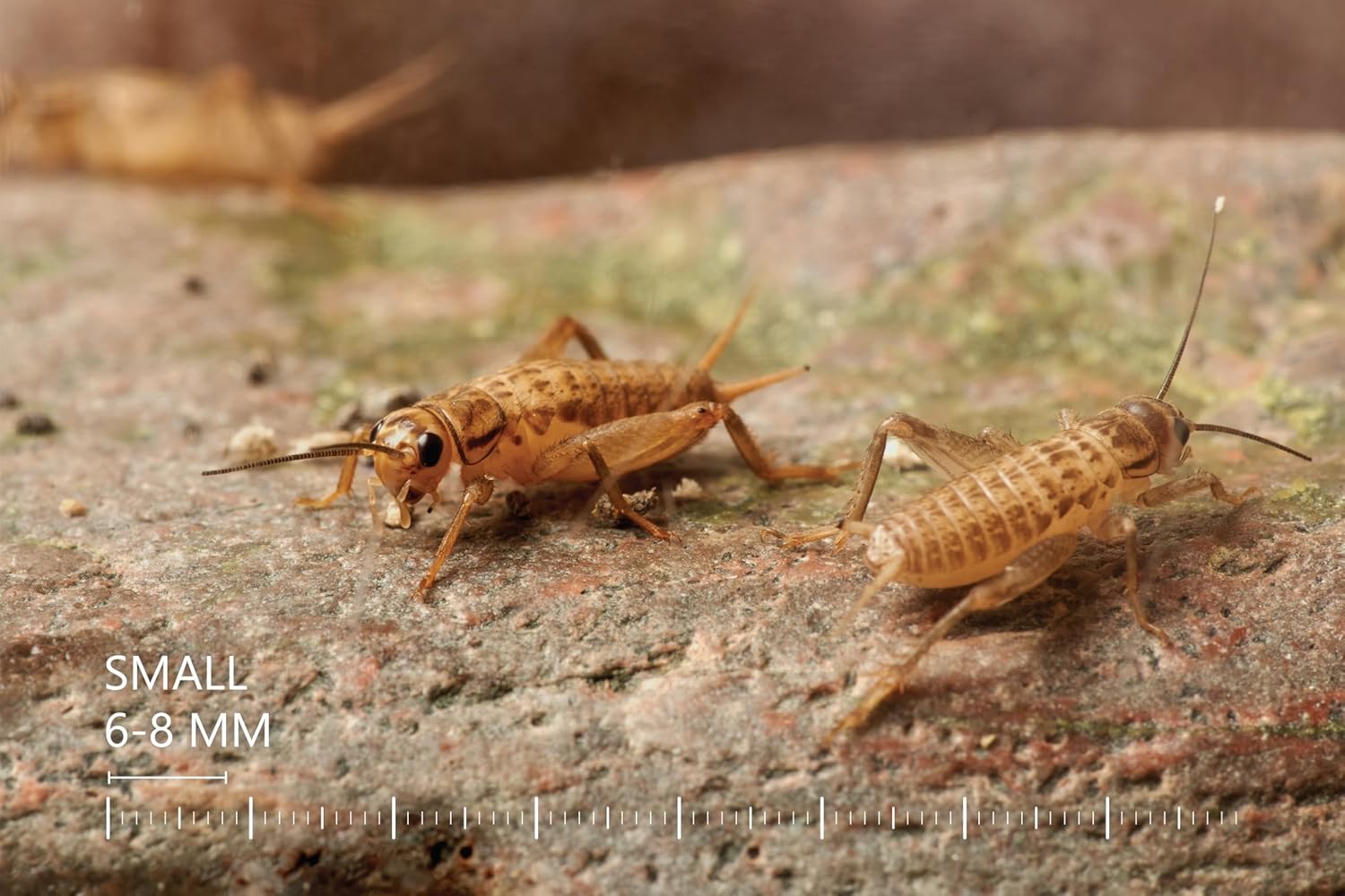 Eurocrickets Heimchen groß – Futtertiere lebend - Bild 3