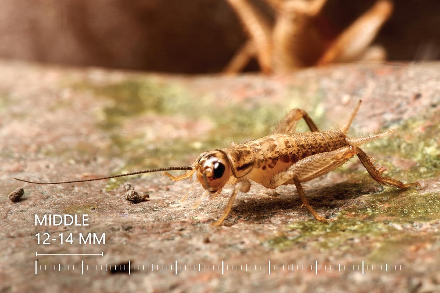 Eurocrickets Heimchen groß – Futtertiere lebend - Bild 5