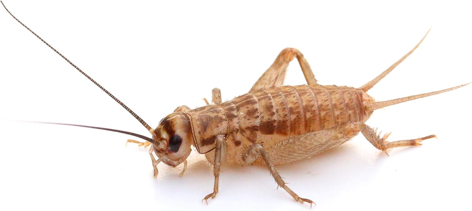 proinsects Heimchen mittel – Futtertiere lebend