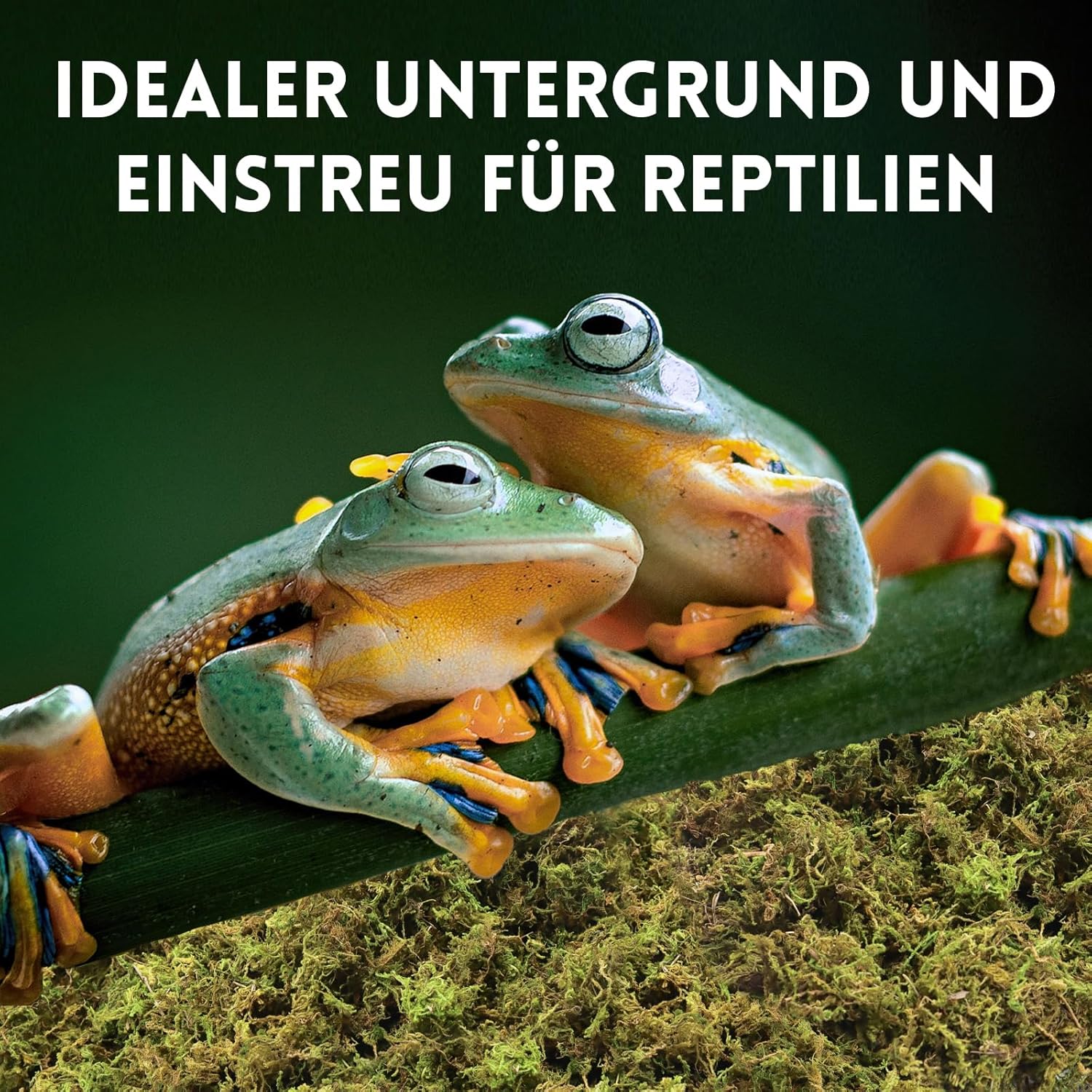 Riare Naturmoos Sphagnum für Reptilien 400 g - Bild 5