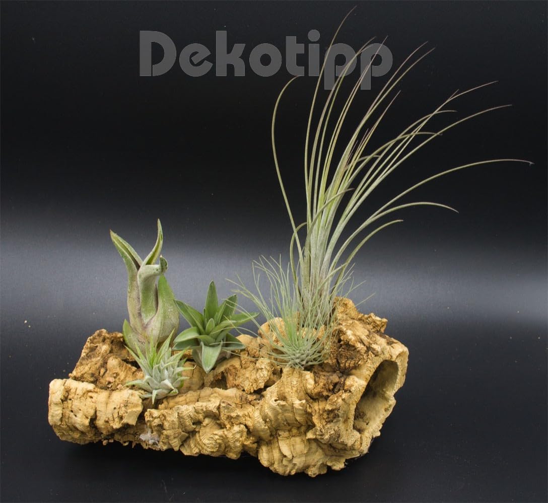 OmniPlants Tillandsien Mini 5er Mix - Bild 4